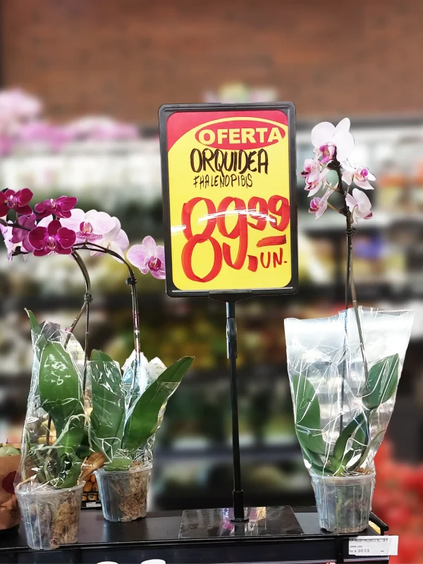 Pedestal Porta-cartaz